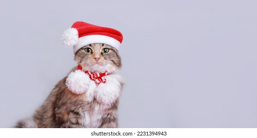 Cat in Christmas hat on a white background. Beautiful Kitten with green eyes in Santa Claus xmas red hat. Cat with Santa hat waiting for Christmas while sitting on a light background. Happy New Year - Powered by Shutterstock