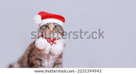 Cat in Christmas hat on a white background. Beautiful Kitten with green eyes in Santa Claus xmas red hat. Cat with Santa hat waiting for Christmas while sitting on a light background. Happy New Year