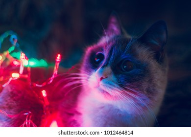 Cat And Christmas Lights.