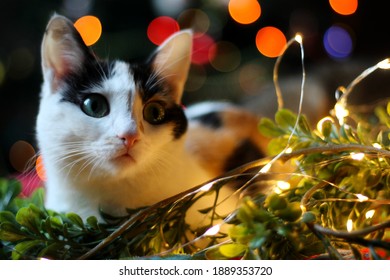 Cat In Christmas Lights With Bokeh