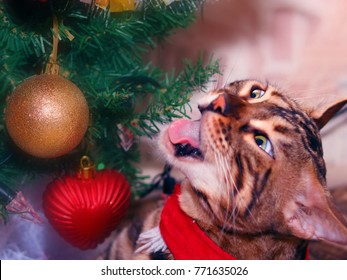 Cat And Christmas Tree