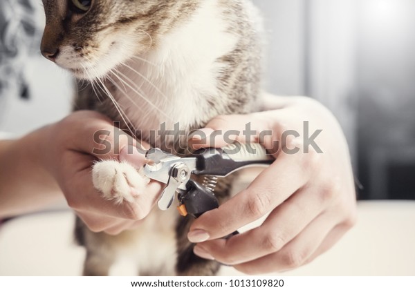 cat claw care, hands scissors claws, doctor\
shearing close-up