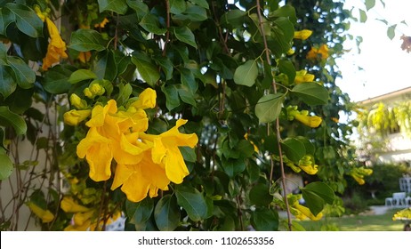 769 Cat's claw plant Images, Stock Photos & Vectors | Shutterstock