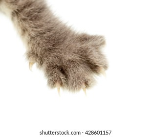 Cat Paw On White Background Stock Photo 408167371 | Shutterstock