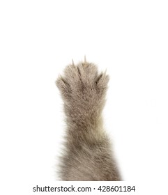 Cat Claws On A White Background