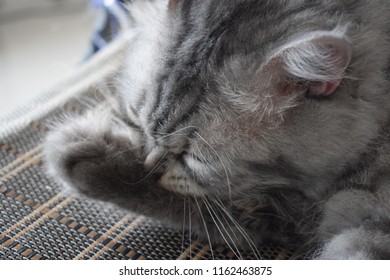 A Cat Cleaning Itself While Lying On His Favourite Chair.