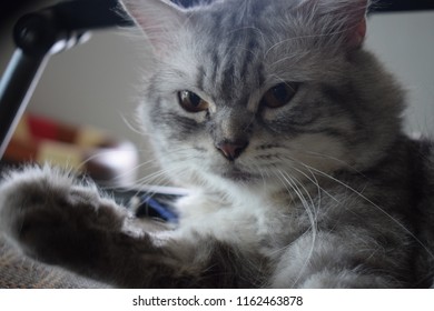 A Cat Cleaning Itself While Lying On His Favourite Chair.