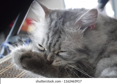 A Cat Cleaning Itself While Lying On His Favourite Chair.