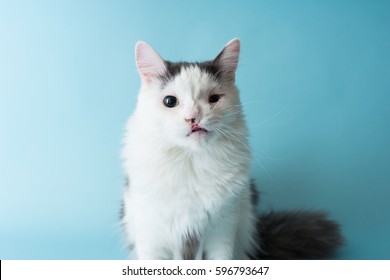 Cat With Cleft Palate 