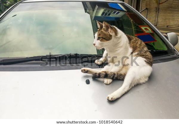 Cat climb rest on car can damage car paint with its
 paws claws