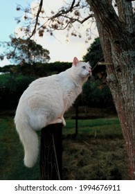 Cat Climbing Up The Fence