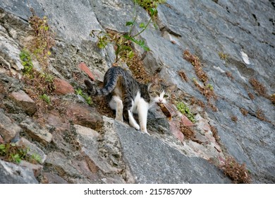 Cat Climbing On A Stone Wall