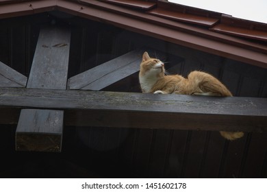 A cat climbing the roof. A cat hunting for birds on the roof. 
