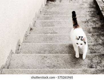 Cat Climbing Up The Stairs