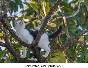 Cat Climbing Up A Tree In The Jungle