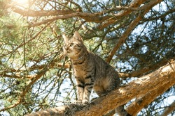 A Cat Climbs The Branches Of A Tree. A Pet On An Outdoor Walk. Protection From Ticks, Fleas