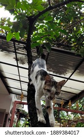 A Cat Climbs Down The Tree After The Catfight