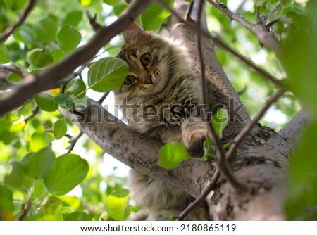 cat climbs a tree. Charming cat portrait on a tree branch in natural conditions. Selective focus.