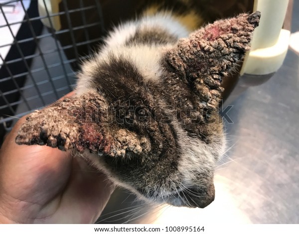 Cat Clinical Sign Feline Sarcoptic Mange Stock Photo (Edit Now) 1008995164