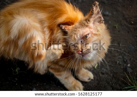 Cat with clinical sign of sarcoptic mange infection.Sarcoptic mange or scabies is a contagious parasitic disease caused by mite called Sarcoptes scabiei that affects animals and people