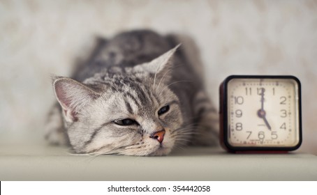 Cat With Clock