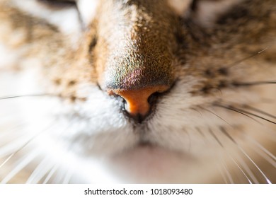 cat close up
