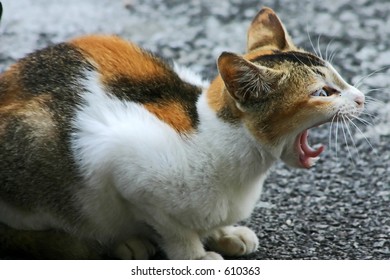 Cat Close Up