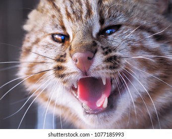 cat close up face