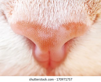 Cat close up photo, animal portrait