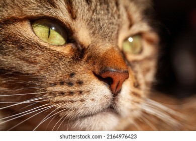 Cat close up portrait with macro on nose and whiskers. Brown tabby cat head close up at the sunlight. 