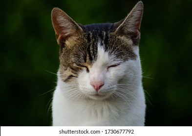 Cat With Closed Eyes And Blurred Background