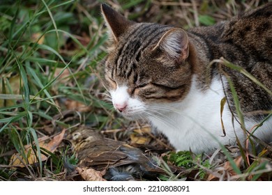 Cat With Closed Eyes Near The Prey. Dead Bird. Close-up. Selective Focus.