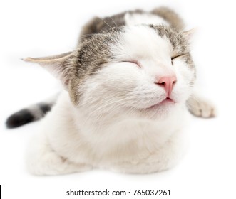 Cat With Closed Eyes On A White Background