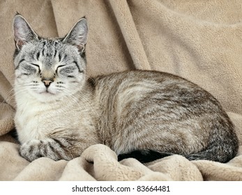 Cat With Closed Eyes Over The Beige