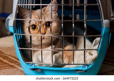 Cat Closed Inside Pet Carrier