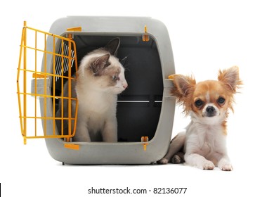 gato cerrado dentro del portador de mascotas y chihuahua aislado en fondo blanco