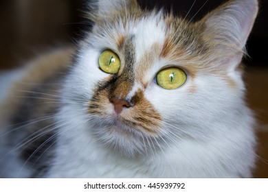 cat closeup - Powered by Shutterstock - Get 15% off with code: PIKWIZARD15