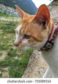 Cat Close-up