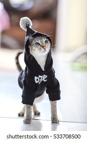 Cat With Clothes