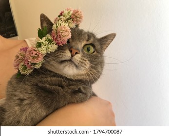 Cat With Clover Floral Crown Being Held And Looking Confused