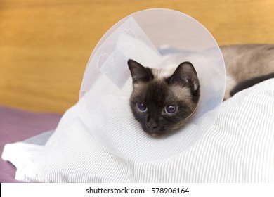 Cat With Collar After Surgery
