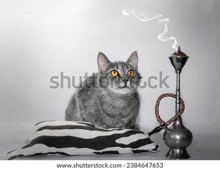 cat color silver tabby with bright yellow eyes sits on a striped black and white pillow next to the hookah and looks at the smoke