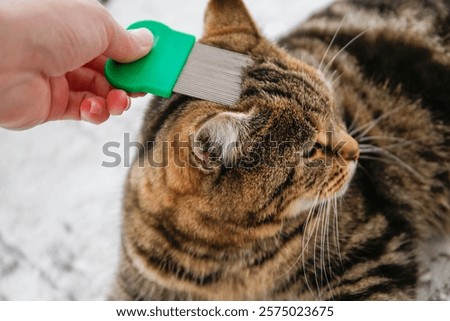 The cat is combed with a flea comb.