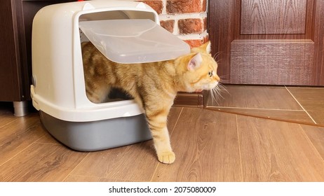 Cat Coming Out From Litter Box Closed After Defecation