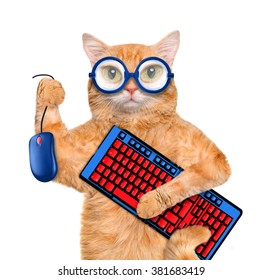 Cat with computer mouse and keyboard