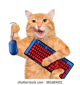 Cat with computer mouse and keyboard
