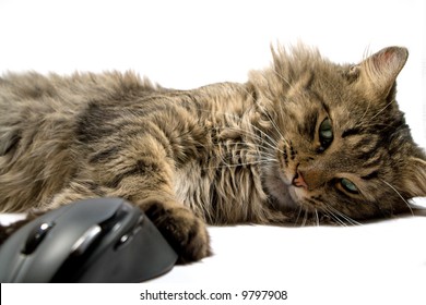 a cat and the computer mouse on a white background. isolated