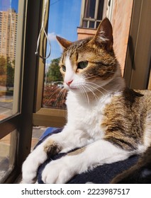 cat contemplating the view from the window