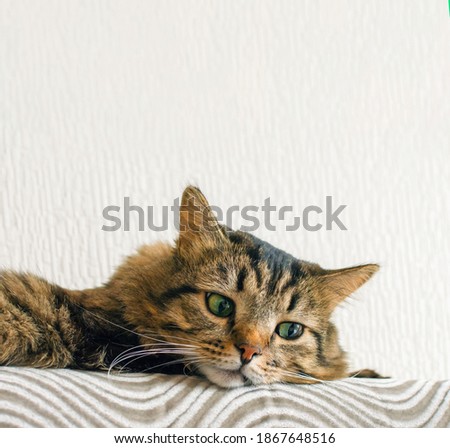 Cat and  copy space. cat is resting on the sofa. Siberian breed. Favourite. Funny cat
