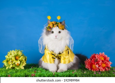 Cat In Costume Bee On Flowers Background